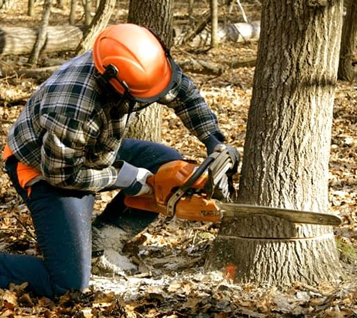 Tree Removal in Irene, SD